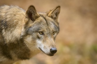 A wolf in a close-up with an intense gaze in autumn forest, Wolf (Canis lupus), Germany