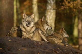 A group of wolves resting in the sunlit forest, Wolf (Canis lupus), Germany
