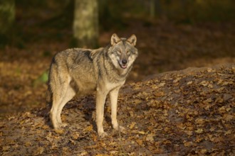A lone wolf in the forest, surrounded by autumn leaves, Wolf (Canis lupus), Germany
