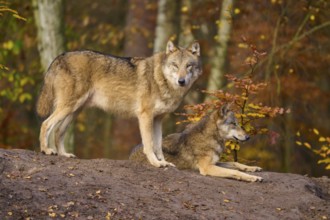 Two wolves on a mound in autumn forest, Wolf (Canis lupus), Germany