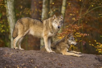 Two wolves in autumn forest on a small hill, Wolf (Canis lupus), Germany