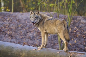 A wolf poses confidently on a tree trunk in autumn forest, Wolf (Canis lupus), Germany
