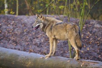 A wolf stands attentively on a tree trunk in the forest, Wolf (Canis lupus), Germany