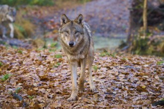 Wolf walking carefully through the foliage in the forest, Wolf (Canis lupus), Germany