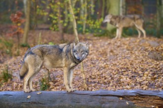 Wolf standing thoughtfully on a tree trunk in the forest, Wolf (Canis lupus), Germany