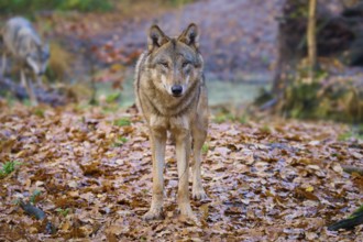 A wolf stands on a leaf-covered ground in an autumn forest, Wolf (Canis lupus), Germany