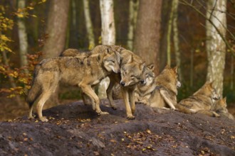 Wolves interacting and resting in autumn forest, wolf (Canis lupus), Germany