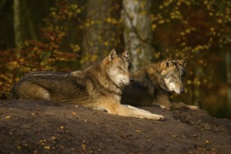 Two wolves resting relaxed in autumn forest, Wolf (Canis lupus), Germany