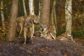 Several wolves standing and resting in autumn forest, Wolf (Canis lupus), Germany