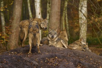 A pack of wolves on a rock in a colourful forest, Wolf (Canis lupus), Germany
