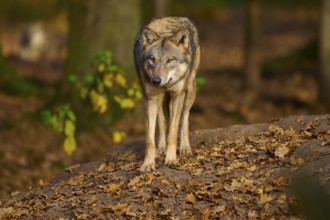 A wolf stands attentively on a rock in autumn forest, Wolf (Canis lupus), Germany