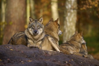 A pack of wolves resting on a rock in autumn forest, Wolf (Canis lupus), Germany