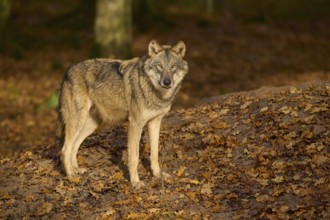 A lone wolf observes attentively in autumn forest, wolf (Canis lupus), Germany