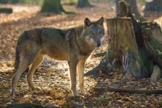 A wolf standing next to a tree stump in autumn forest, Wolf (Canis lupus), Germany