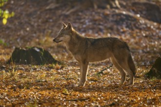 A wolf stands in the soft light of the autumn forest, Wolf (Canis lupus), Germany