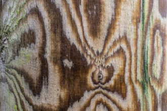 Pattern, grain in wood, Emsland, Lower Saxony, Germany