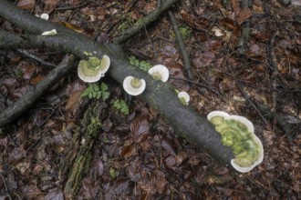 Hairy bracket (Trametes hirsuta), Emsland, Lower Saxony, Germany