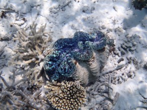 Maxima giant clam (Tridacna maxima), Cuba, Caribbean