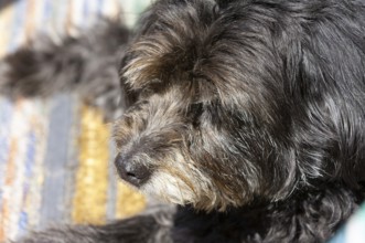 Mixed breed dog, portrait