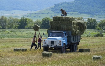 A blue truck is loaded with hay bales in a field surrounded by green landscape and mountains,