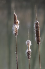 Inflorescence of a bulrush (Typha sp.), Palatinate, Rhineland-Palatinate, Germany