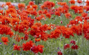 A field full of bright red poppies is blooming intensively in a summery garden, Palatinate,