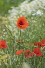Bright red poppies bloom on a green meadow under the open sky, MÃ¼nsterland, North