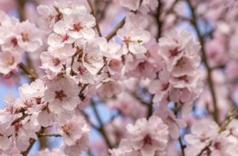 Flowering almond tree (Prunus dulcis) with many pink blossoms in front of a clear sky, Southern