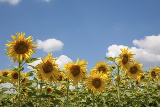 Sunflowers (Helianthus annuus), sunflower field, Palatinate, Rhineland-Palatinate, Germany