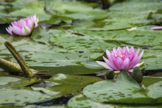Pink lily flowers floating on green leaves in a quiet pond, MÃ¼nsterland, North Rhine-Westphalia,