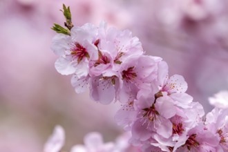 Close-up of delicate pink almond tree blossoms (Prunus dulcis) in full bloom, Southern Palatinate,