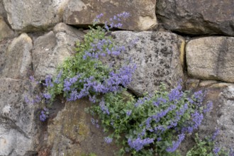 Catmint (Nepeta cataria) growing in a sandstone wall, North Rhine-Westphalia, Germany