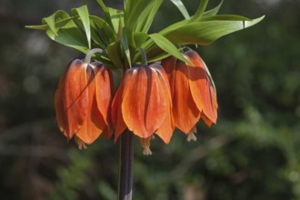 Imperial Crown (Fritillaria imperialis) orange-flowering, Palatinate, Rhineland-Palatinate, Germany