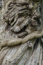 Close-up of a tree root, tree