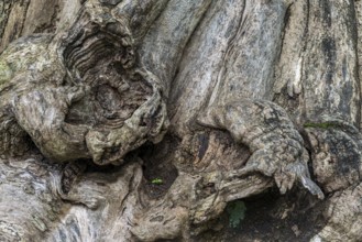 Close-up of a tree root, tree