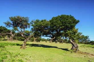 Centuries-old til trees in fantastic magical idyllic Fanal Laurisilva forest on sunset. Madeira