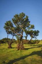 Centuries-old til trees in fantastic magical idyllic Fanal Laurisilva forest on sunset. Madeira