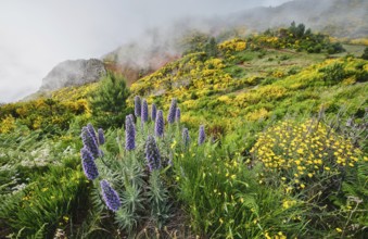 Madeira landscape with Pride of Madeira flowers and blooming Cytisus shrubs and mountains in clouds