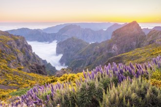 View from Pico do Arieiro of mountains over clouds with Pride of Madeira flowers and blooming