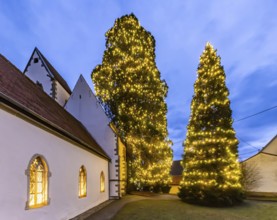 One of the tallest natural Christmas trees in Germany can be found at St Mary's Church in