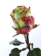 Hybrid rose (Rosa hybrida)