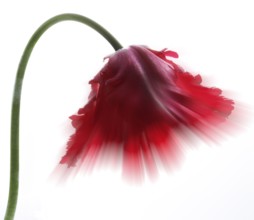 Garden tulip, Gesner's tulip, parrot tulip (Tulipa gesneriana), zoom effect