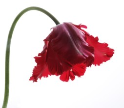 Garden tulip, Gesner's tulip, parrot tulip (Tulipa gesneriana)