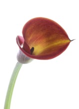 Pink Calla, Rehmann Calla (Zantedeschia rehmannii)