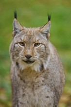 A lynx gazes with watchful eyes in autumn forest, Lynx (Lynx lynx), Germany