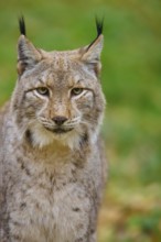 Close-up of a lynx with an attentive gaze in the forest, Lynx (Lynx lynx), Germany