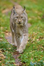 A lynx moves attentively through an autumn forest, Lynx (Lynx lynx), Germany