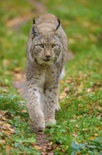 An alert lynx walks along a forest path, Lynx (Lynx lynx), Germany
