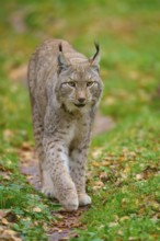 Lynx walking calmly through the forest on a path, Lynx (Lynx lynx), Germany