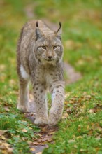 A lynx walks confidently along a forest path, surrounded by autumn leaves. The atmosphere is active